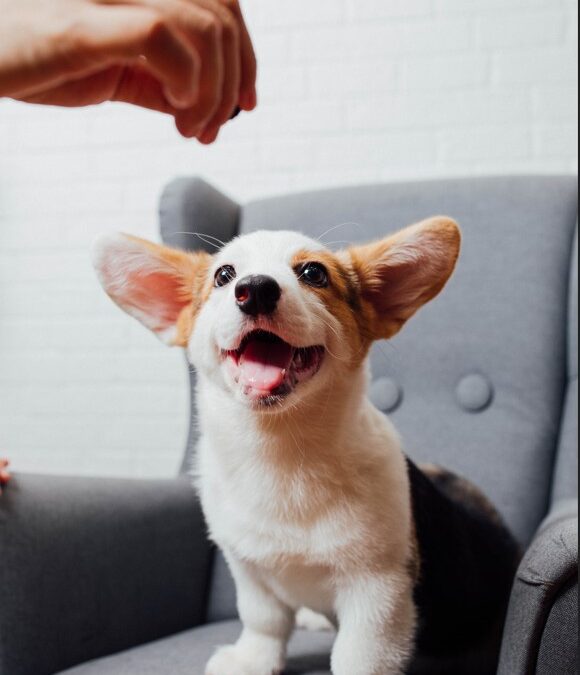 10 Essential Healthy Dog Treats and Supplements to Keep Your Pup Healthy and Happy