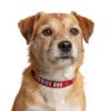 Service Dog "Do Not Pet" Clip-on Dog Collar - Image 2