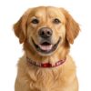 Service Dog "Do Not Pet" Clip-on Dog Collar - Image 6