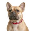 Service Dog "Do Not Pet" Clip-on Dog Collar - Image 4