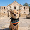 San Antonio Fiesta Basketball Retro Stripe Pet Bandana - Image 11