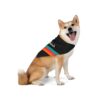 San Antonio Fiesta Basketball Retro Stripe Pet Bandana - Image 5